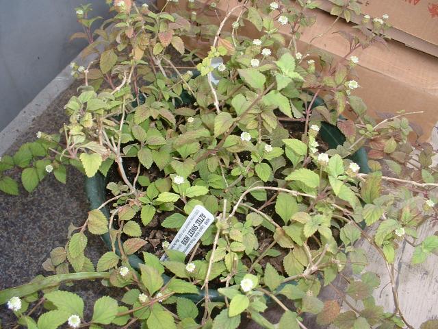 dulcis(Sweet Aztec Herb) dulcis(Sweet Aztec Herb)